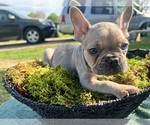 Small Photo #11 French Bulldog Puppy For Sale in NORTH LITTLE ROCK, AR, USA