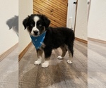 Puppy 9 Australian Shepherd