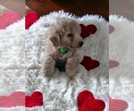 Small Photo #4 Goldendoodle (Miniature) Puppy For Sale in NILES, MI, USA