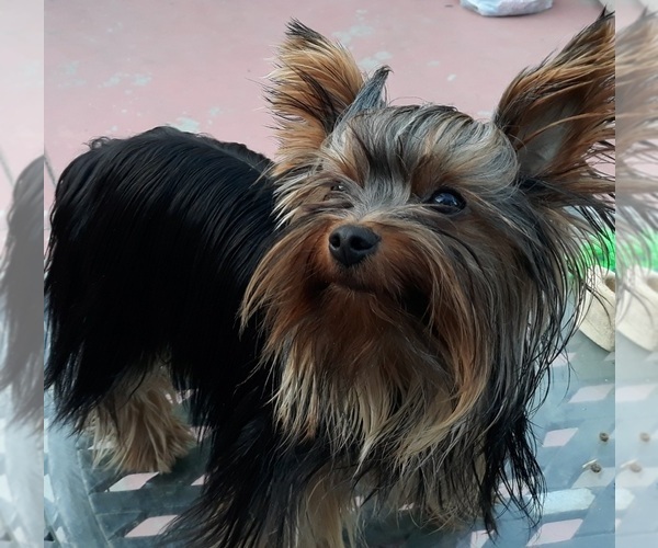 Medium Photo #1 Yorkshire Terrier Puppy For Sale in OAKLAND, CA, USA