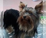 Small Photo #1 Yorkshire Terrier Puppy For Sale in OAKLAND, CA, USA