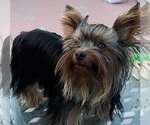 Small Yorkshire Terrier