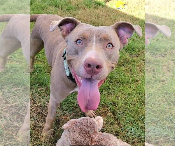 Medium Photo #1 American Pit Bull Terrier-Unknown Mix Puppy For Sale in Millersville, MD, USA