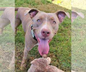 American Pit Bull Terrier-Unknown Mix Dogs for adoption in Millersville, MD, USA