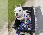 Small Photo #1  Puppy For Sale in , 