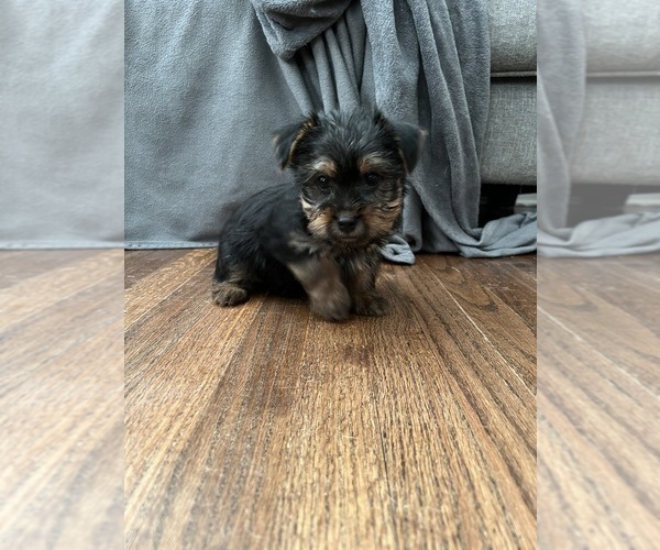 Medium Photo #1 Yorkshire Terrier Puppy For Sale in BEECH GROVE, IN, USA