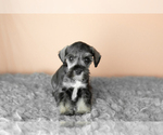 Small Photo #18 Schnauzer (Miniature) Puppy For Sale in MILLERSBURG, IN, USA