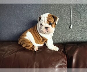 English Bulldog Puppy for sale in CHINO, CA, USA