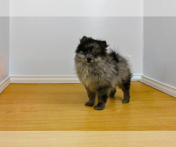 Medium Photo #4 Pomeranian Puppy For Sale in PHILADELPHIA, PA, USA