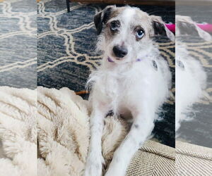 Chihuahua-Parson Russell Terrier Mix Dogs for adoption in Princeton, MN, USA