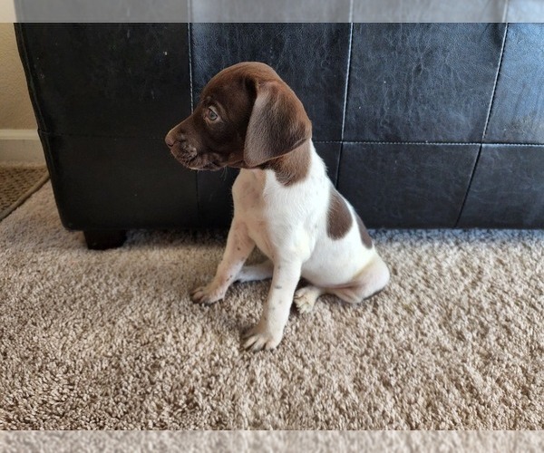 Medium Photo #1 German Shorthaired Pointer Puppy For Sale in FRESNO, CA, USA