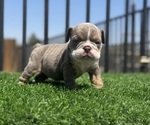 Small #3 English Bulldog