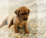 Small Photo #8 Labrador Retriever Puppy For Sale in STEVENS, PA, USA