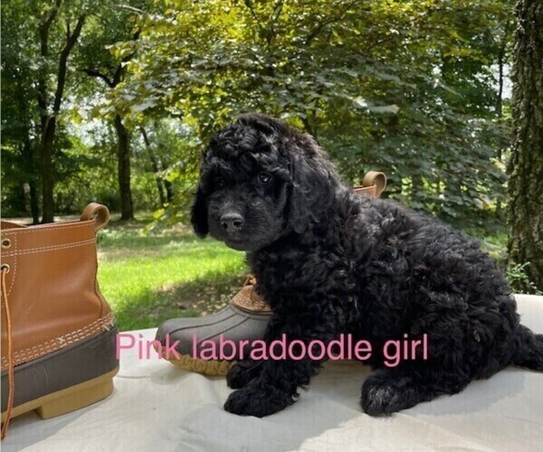 Medium Photo #3 Labradoodle Puppy For Sale in BROKEN BOW, OK, USA