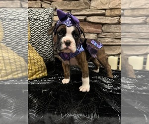 Boxer Puppy for sale in PAINTSVILLE, KY, USA