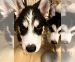 Puppy Odysseus Siberian Husky