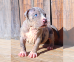 Small Photo #20 American Bully Puppy For Sale in LOS ANGELES, CA, USA