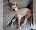 Small #3 American Pit Bull Terrier Mix
