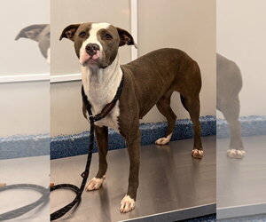 26-319 Flower - Female Mutt Dog for Adoption - Photo #4