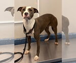 Small #3 Mutt