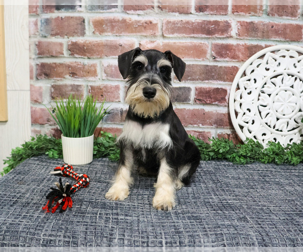 Medium Photo #2 Schnauzer (Miniature) Puppy For Sale in SYRACUSE, IN, USA