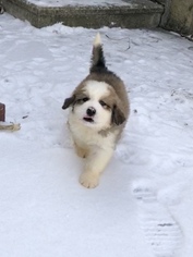 Great Bernese Puppy for sale in ROACHDALE, IN, USA