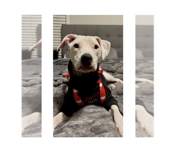 Medium Photo #13 Argentinian Mastiff-Unknown Mix Puppy For Sale in Mooresville, NC, USA