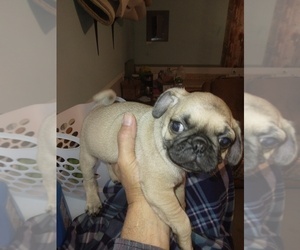 Daug Puppy for sale in COFFEYVILLE, KS, USA