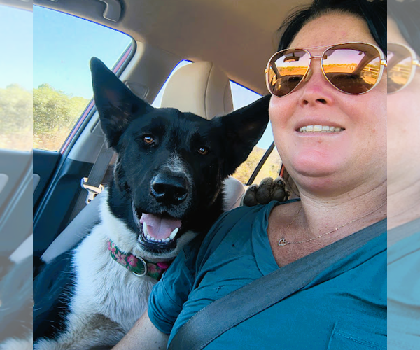 Medium Photo #9 Akita-Unknown Mix Puppy For Sale in Fallbrook, CA, USA