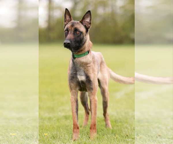 Medium Photo #14 Mutt Puppy For Sale in Stevens Point, WI, USA
