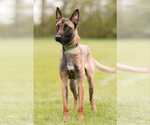 Small #13 Mutt