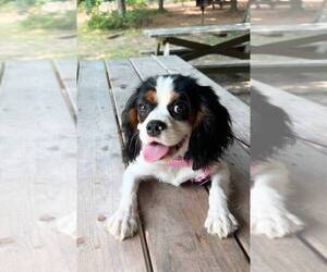 Cavalier King Charles Spaniel Puppy for sale in FALL RIVER, MA, USA
