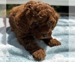 Small #1 Goldendoodle (Miniature)