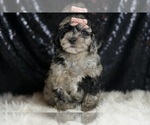 Small #1 Goldendoodle (Miniature)