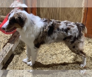 Australian Shepherd Puppy for sale in BERNARD, IA, USA