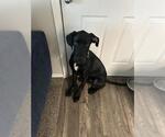 Small Great Dane