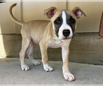 Small #1 Mutt