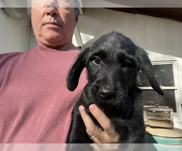 Full screen Photo #2 Labradoodle Puppy For Sale in APPLING, GA, USA