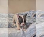 Small #10 French Bulldog