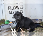 Puppy Jack Labrador Retriever