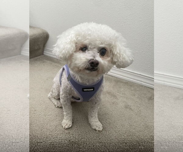 Medium Photo #8 Bichon Frise Puppy For Sale in Seattle, WA, USA