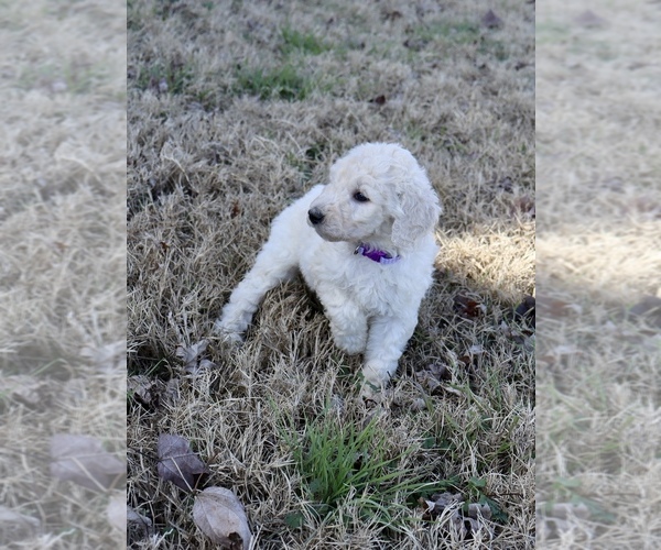 Medium Photo #4 Goldendoodle Puppy For Sale in CARTHAGE, TX, USA