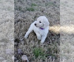 Small Photo #4 Goldendoodle Puppy For Sale in CARTHAGE, TX, USA