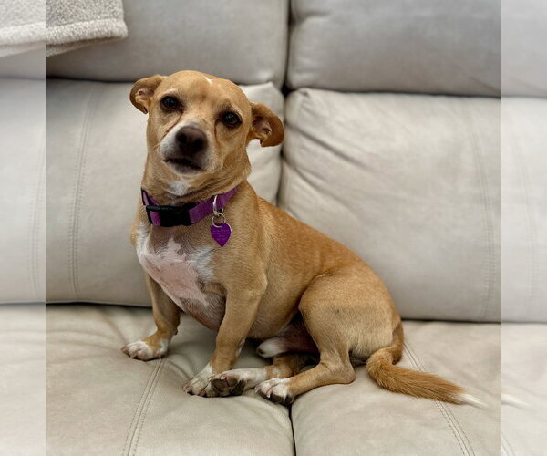 Medium Photo #2 Chihuahua-Unknown Mix Puppy For Sale in Aurora, CO, USA