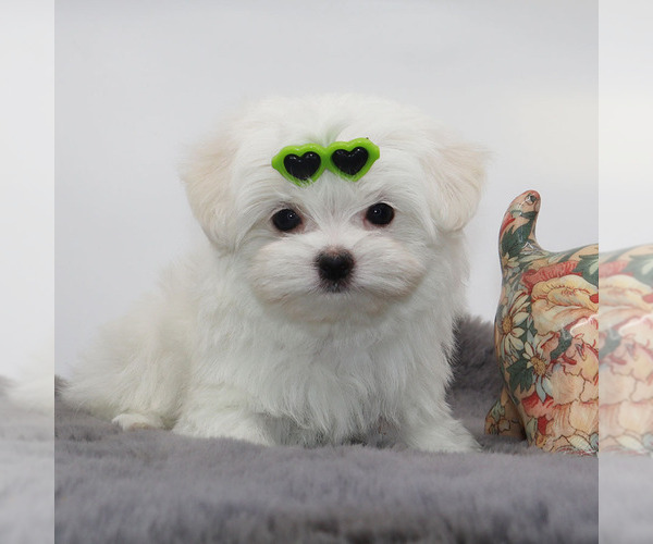 Medium Photo #4 Maltese Puppy For Sale in LOS ANGELES, CA, USA
