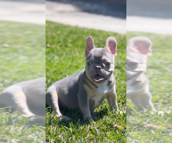 Full screen Photo #1 French Bulldog Puppy For Sale in LOS ANGELES, CA, USA