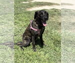 Small #1 Labrador Retriever Mix