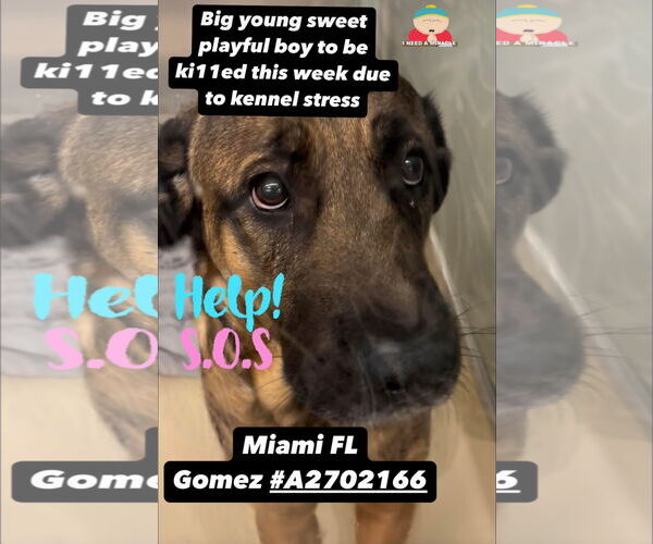 Medium Photo #1 Brazilian Mastiff-Unknown Mix Puppy For Sale in Jasper, AL, USA