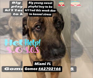 Brazilian Mastiff-Unknown Mix Dogs for adoption in Jasper, AL, USA