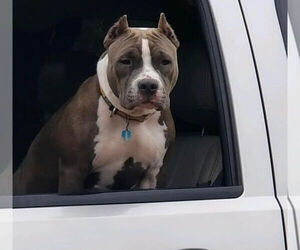 Mother of the American Bully puppies born on 05/19/2021